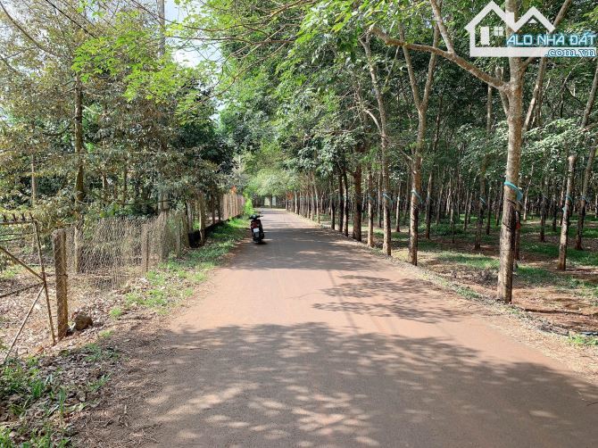 Bán khoảng 1 sào 7 (1695m2) đất Xà Bang, huyện Châu Đức, BRVT. - 2