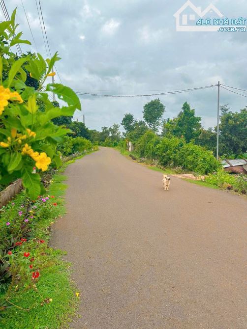 VƯỜN CÂY ĂN QUẢ VIEW SUỐI CỰC ĐẸP, PHỦ HỒNG, ĐƯỜNG NHỰA THÔNG, GẦN THỊ TRẤN NGÃI GIAO - 3