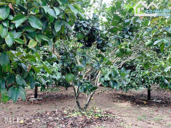 Bán khoảng 9 sào (9451m2) đất Xà Bang, huyện Châu Đức, BRVT. - 3