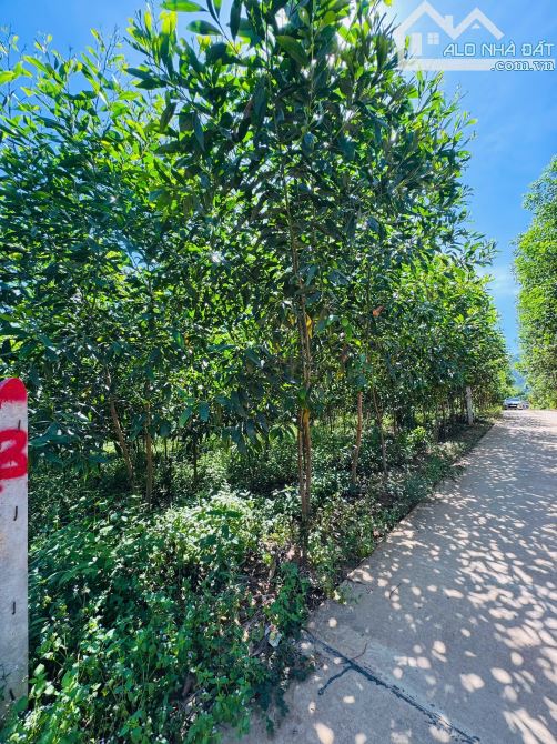 Lô biệt thự full thổ cư hàng hiếm Khánh Đông- Khánh Vĩnh 595 Triệu - Hạ giá bán nhanh - 3