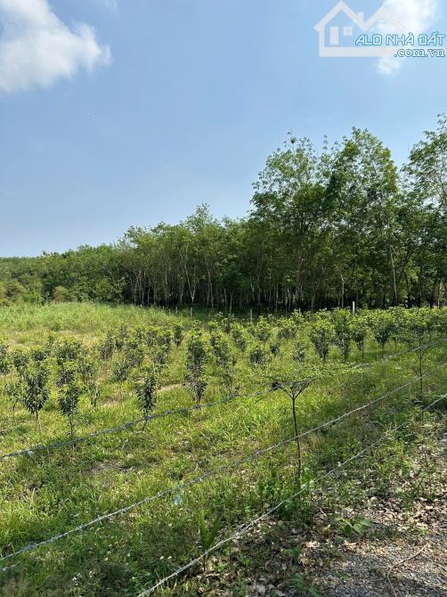 Bán 6.188m2 An Viễn, Trảng Bom view suối - 4