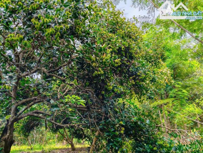 VƯỜN TRÁI CÂY VIEW SUỐI, SẴN THỔ CƯ, CÁCH ĐƯỜNG XÀ BANG - LÁNG LỚN 300M, LIỀN KỀ THỊ TRẤN - 4