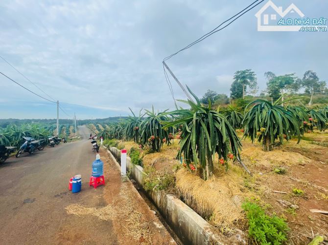 BÁN VƯỜN THANH LONG 4.500M2, CÁCH ĐƯỜNG XUÂN SƠN-ĐÁ BẠC CHỈ 1.5KM, GIÁ CHỈ 580TR/1000M2 - 4