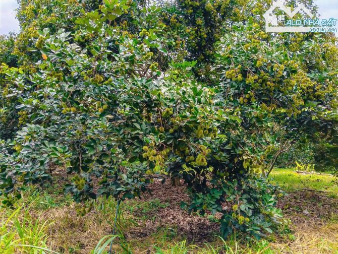 VƯỜN TRÁI CÂY VIEW SUỐI, SẴN THỔ CƯ, CÁCH ĐƯỜNG XÀ BANG - LÁNG LỚN 300M, LIỀN KỀ THỊ TRẤN - 5