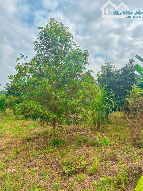 VƯỜN CÂY ĂN QUẢ VIEW SUỐI CỰC ĐẸP, PHỦ HỒNG, ĐƯỜNG NHỰA THÔNG, GẦN THỊ TRẤN NGÃI GIAO - 5