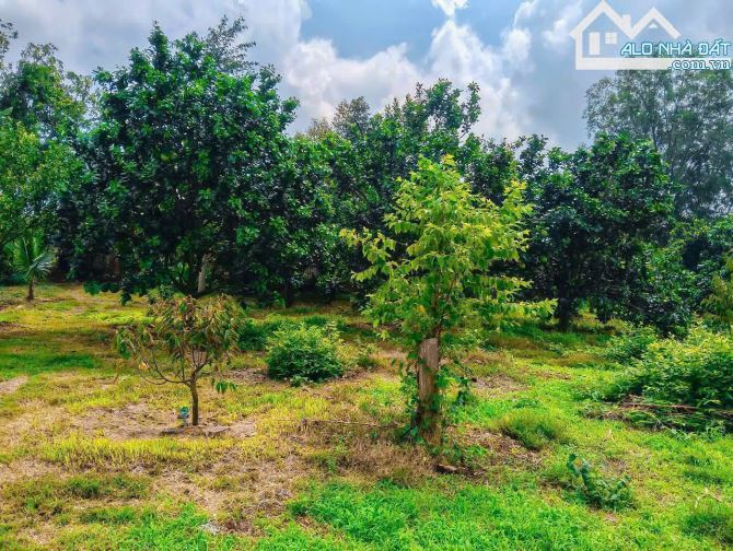 Cần bán 1 mẫu (9853m2) vườn cây ăn trái, sẵn thổ cư, 2 mặt tiền nhựa, sẵn điện nước đầy đủ - 5