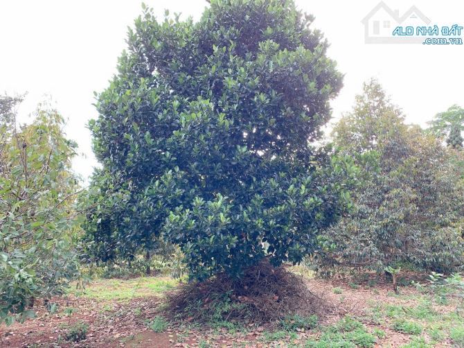 Bán khoảng 4 sào 6 (4647m2) đất Xà Bang, huyện Châu Đức, BRVT. - 5