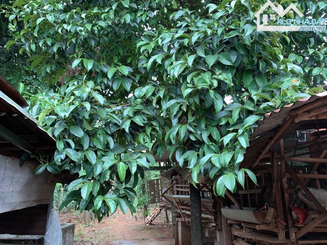 Bán khoảng 5 sào 7 (5741m2) đất Xà Bang, huyện Châu Đức, BRVT. - 5