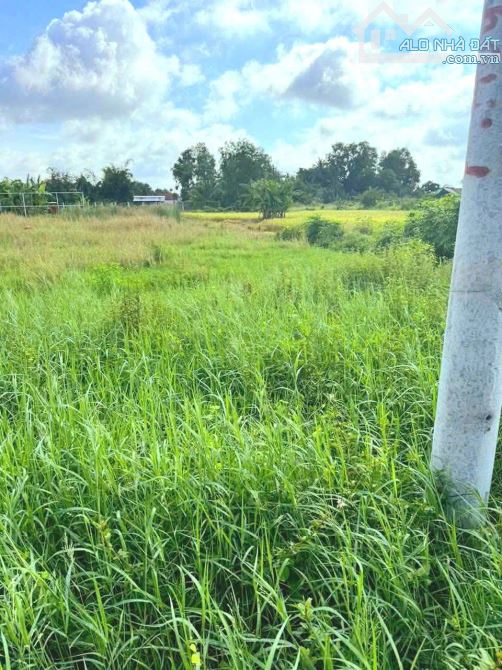 Quá Ngộp, 833m2 đất lúa Chuyển Fun thổ cư giá chốt 350 tr - 5