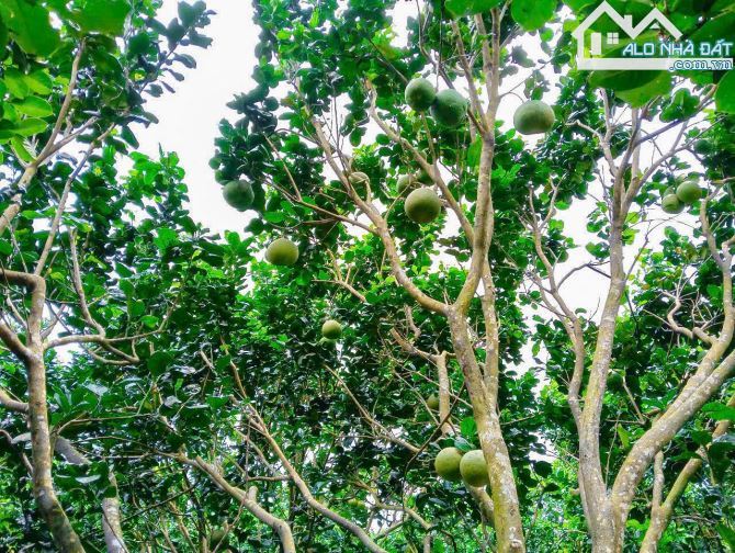 VƯỜN TRÁI CÂY VIEW SUỐI, SẴN THỔ CƯ, CÁCH ĐƯỜNG XÀ BANG - LÁNG LỚN 300M, LIỀN KỀ THỊ TRẤN - 6