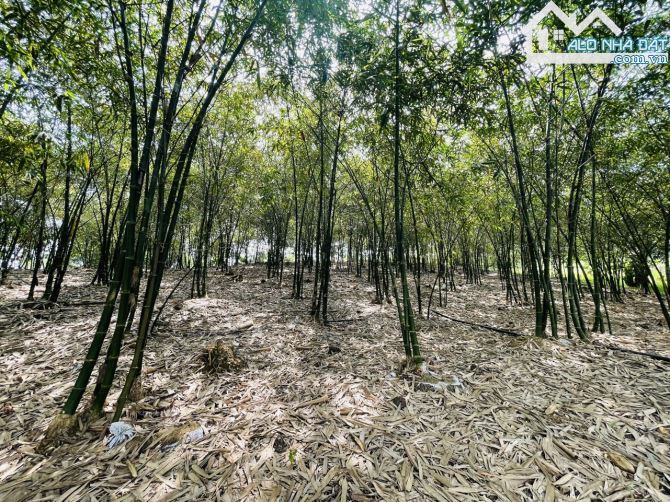Chủ Gửi Bán Lô Đất View Đồi có sẵn vườn Trái Cây, Hồ Cá,Đường nhựa nhà nước - 6