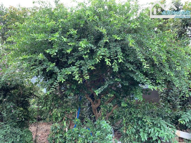 Bán khoảng 5 sào 7 (5741m2) đất Xà Bang, huyện Châu Đức, BRVT. - 6