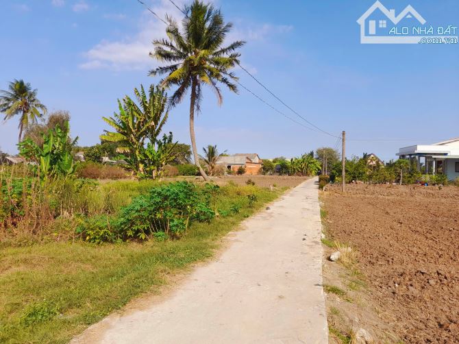 Hàng ngộp, 973m2 đất thổ toàn bộ đường đan Cao Thị Mai, chốt 1 tỷ - 6