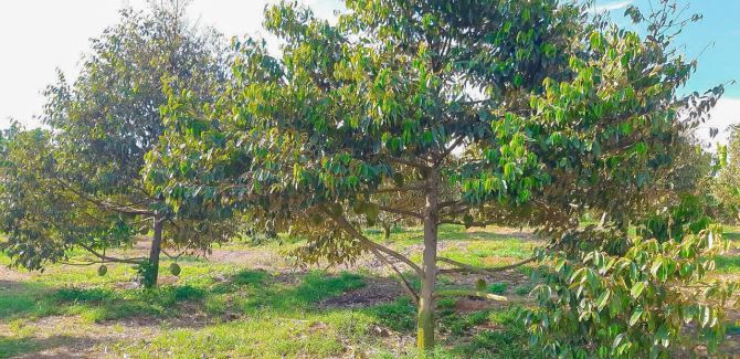 VƯỜN CÂY ĂN QUẢ VIEW SUỐI CỰC ĐẸP, PHỦ HỒNG, ĐƯỜNG NHỰA THÔNG, GẦN THỊ TRẤN NGÃI GIAO - 7