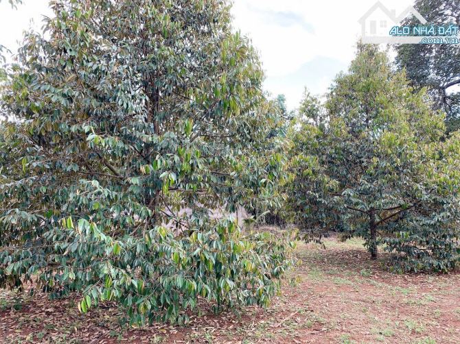Bán khoảng 4 sào 6 (4647m2) đất Xà Bang, huyện Châu Đức, BRVT. - 7