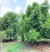 Bán khoảng 9 sào (9451m2) đất Xà Bang, huyện Châu Đức, BRVT.