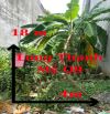 ĐẤT 72M² – LONG THẠNH MỸ Q9 – HẺM XE HƠI – GIÁ CHỈ 3.6 TỶ