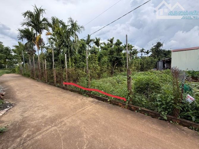 ĐẤT HẺM THẾ LỮ CÁCH CHỢ ĐẦU MỐI 500m : Giá 1.65 tỷ - 1