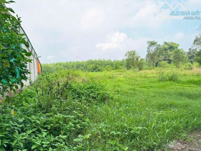 Giá 3,6 tỷ. Bán lô đất 1000m2 phường Tân Triều Đồng Nai.(Thạnh Phú cũ).SHR. Đường otô. - 2