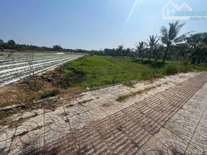 Đất ở đô thị kết hợp đất lâu năm tại Cần Thơ – diện tích lớn, pháp lý rõ ràng - 2