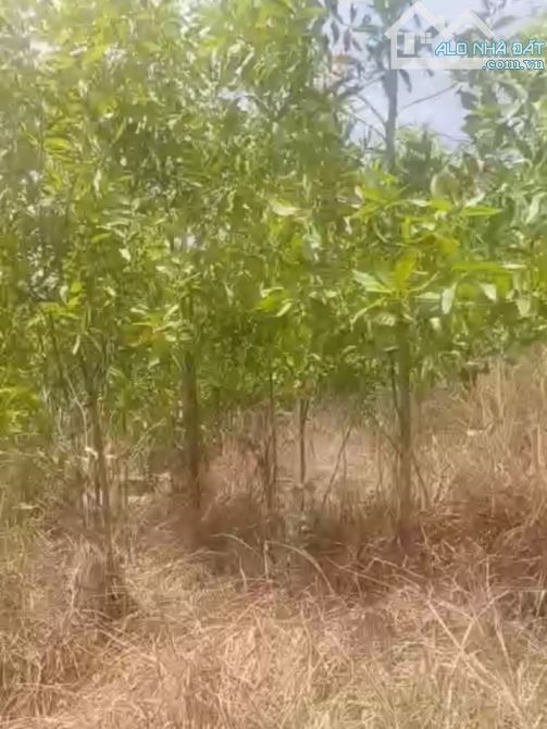 5.100m2  hai mặt tiền trước sau giá mềm - 3