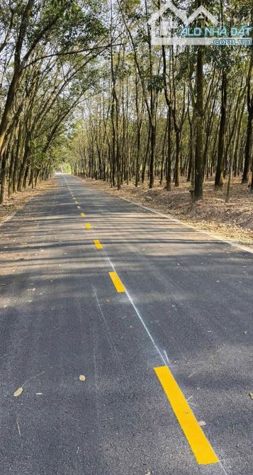 BÁN ĐẤT Fo, MT NHỰA, P.CHÁNH PHÚ HOÀ, TP.BẾN CÁT, DT: 20x55, CTC, SHR, GIÁ 3 TỶ - 1