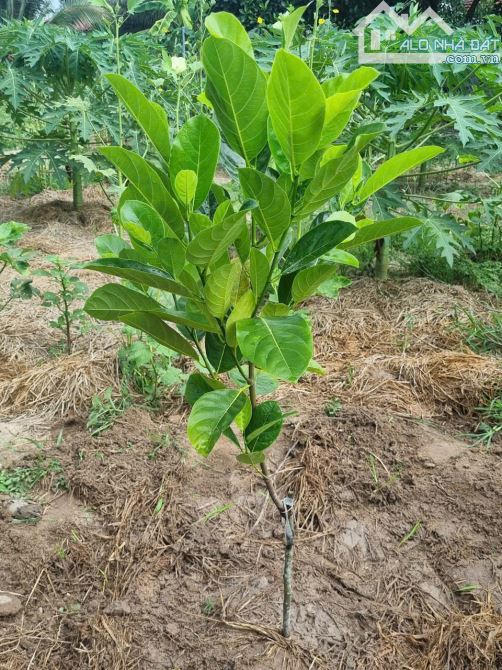 BÁN ĐẤT FULL THỔ NGANG 11M RỘNG 375M CHỈ 6TR/M2 BÌNH LỘC CŨ - 1