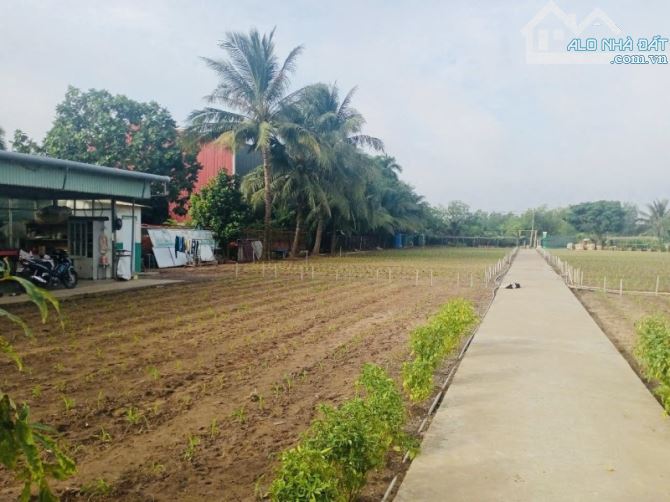 BÁN LÔ ĐẤT 5000M2-2 MẶT TIỀN TRẦN VĂN GIÀU-LÀM KHO XƯỞNG-ĐẦU TƯ-GỌI XEM ĐẤT - 2