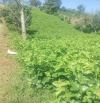 ✅Bán đất đường Tôn Thất Thuyết phường 2 Bảo Lộc. CÁCH ĐƯỜNG CHÍNH 100m. Tổng 1ha3