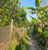 🔰 Bán vườn mít:  8.400m² (60m x 140m, đất lúa) 🔰 Đường đá xe máy, xã Bình Thành,