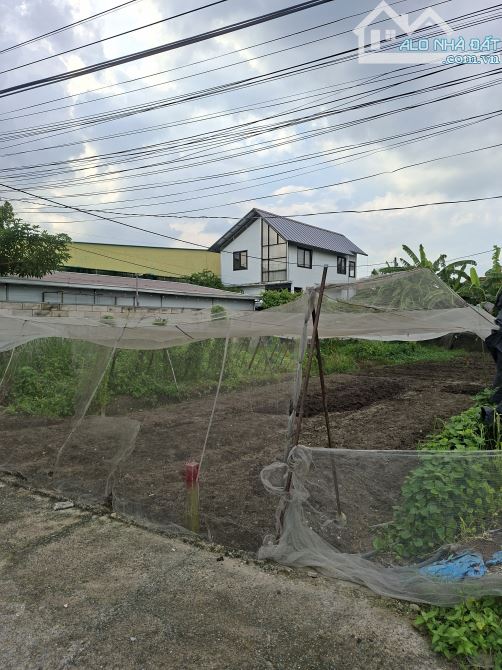 ĐẤT 8 x 37 = 239m  Full THỔ CƯ – TRỤC NGÔ QUYỀN, GẦN CHỢ HÓC MÔN Giá 5,3 tỷ Th/l - 2
