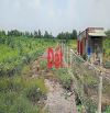Bán lô đất vườn 1000m2 Thạnh Hoà Bến Lức giá 655tr SHR đất trống tiện trồng cây mới