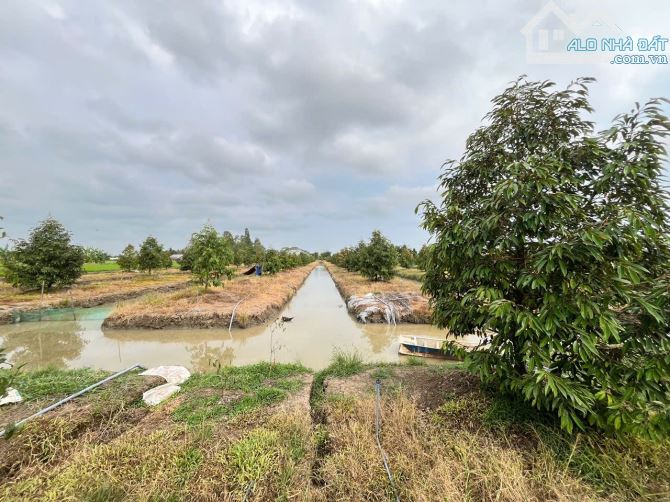 BÁN 24 CÔNG ĐẤT TRỒNG SẦU RIÊNG - THUỘC ĐỊNH MÔN, THỚI LAI, CẦN THƠ - 2