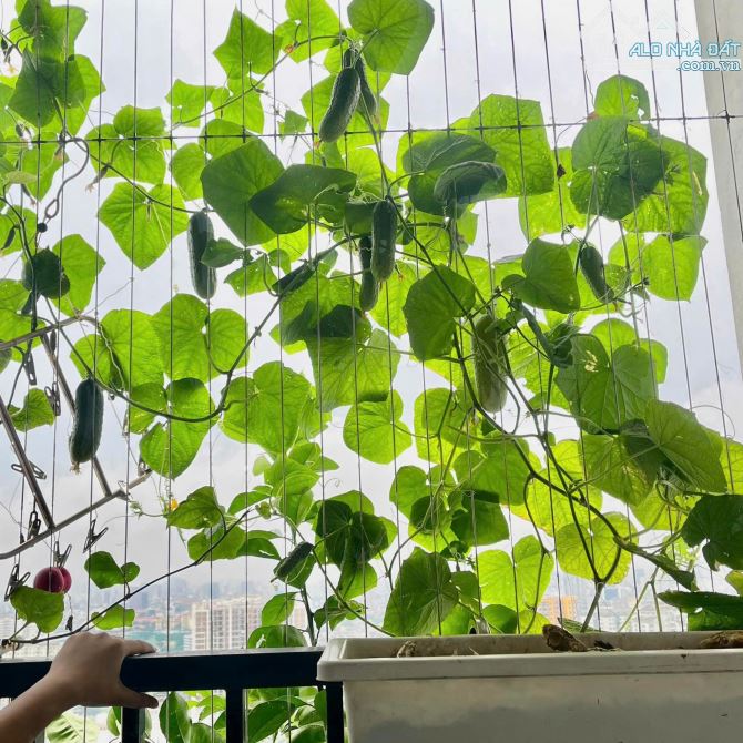 Bán chung cư Smile số 1 Nguyễn Cảnh Dị, Hoàng Mai, 93m 3 ngủ 2 vệ sinh căn góc giá 8.5 tỷ(