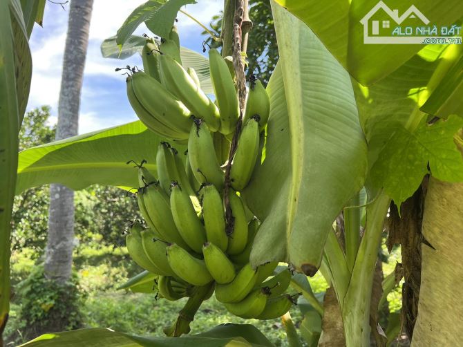 bán 1 hecta có sẵn nhà vườn đủ trái cây, đường betong oto gần trung tâm huyện Khánh Vĩnh