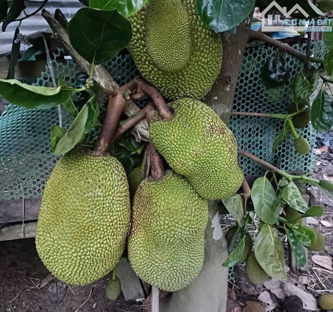 bán 1 hecta có sẵn nhà vườn đủ trái cây, đường betong oto gần trung tâm huyện Khánh Vĩnh - 1