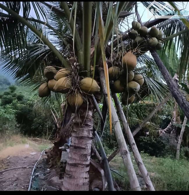 bán 1 hecta có sẵn nhà vườn đủ trái cây, đường betong oto gần trung tâm huyện Khánh Vĩnh - 2