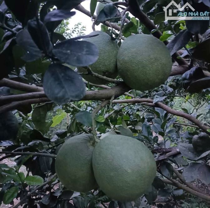 bán 1 hecta có sẵn nhà vườn đủ trái cây, đường betong oto gần trung tâm huyện Khánh Vĩnh - 3