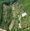 Đất trồng cây lâu năm 21000m2, có sẵng vườn cây, ăn trái, nhà trên bà nà