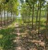 Bán gấp 1 ha đất Cao su, Dt796, Châu Thành 1.1t