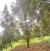 20ha đất rẫy Sầu Riêng + Cà phê cách trung tâm Pleiku 25km