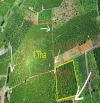2.3 ha thôn 9 Lộc Ngãi. Thế đất triền bằng , thu hơn 1 tỷ / năm