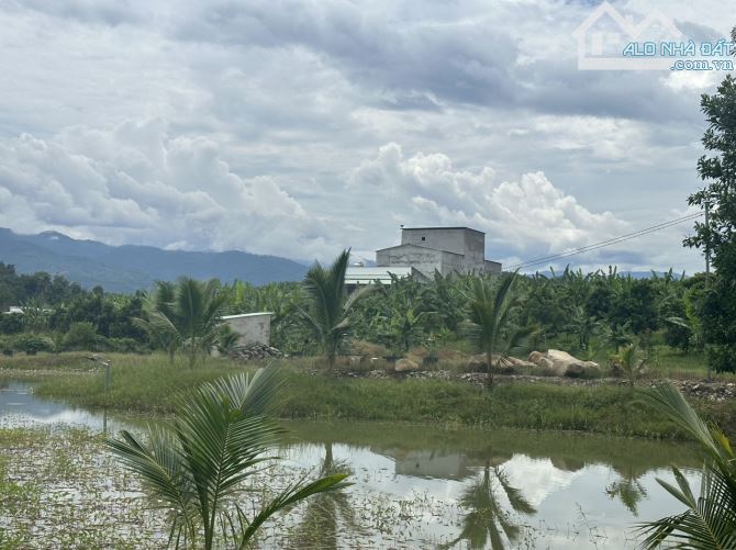 bán 1,5 hecta Bưởi, Sầu Riêng có sẵn nhà yến đường nhựa Tỉnh Lộ 2, xã Sông Cầu, Khánh Vĩnh - 1