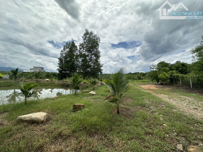 bán 1,5 hecta Bưởi, Sầu Riêng có sẵn nhà yến đường nhựa Tỉnh Lộ 2, xã Sông Cầu, Khánh Vĩnh - 2