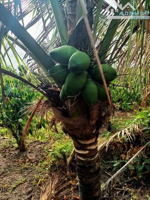 Cần bán 2 sào Enuol, cách phố 10km, - 2