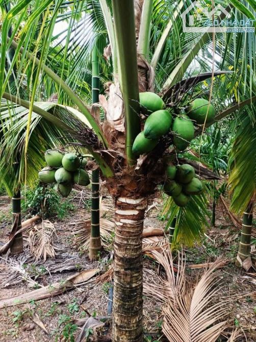 Cần bán 2 sào Enuol, cách phố 10km, - 3