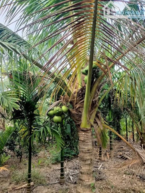 Cần bán 2 sào Enuol, cách phố 10km, - 4