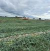 🌱🌾 CƠ HỘI SỞ HỮU 14 HA ĐẤT ĐẸP TẠI EA NUÔL – BUÔN ĐÔN 🌾🌱
