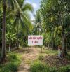 Bán lô đất vườn 174m2 có 50m2 thổ cư đang trồng mít dừa An Sơn 01