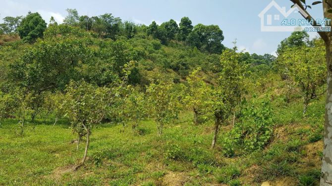 Bán 16 hecta Xã Tiên Hoàng tỉnh Lâm Đồng giá 13 tỷ